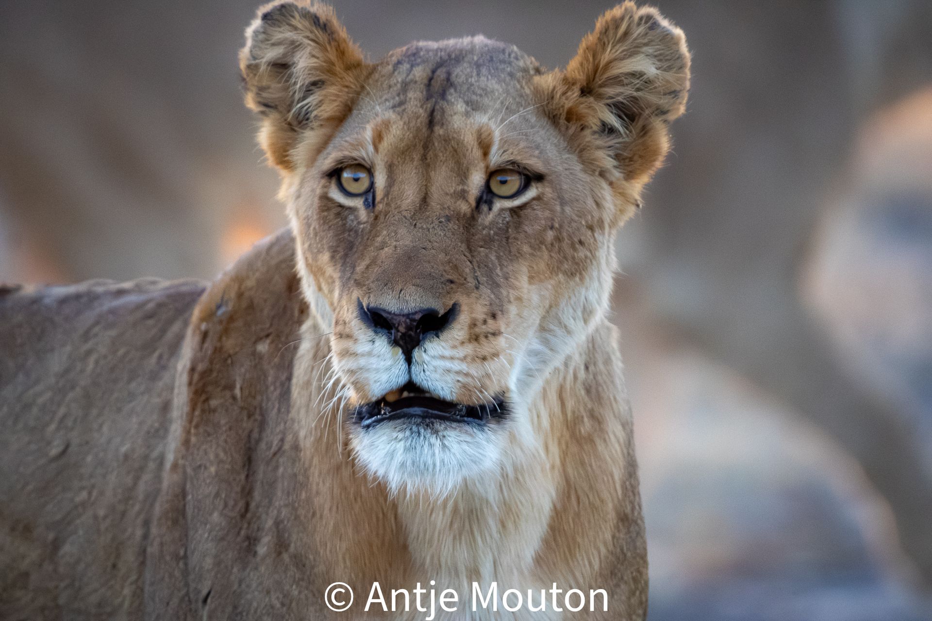 Lioness, focused gaze, tan fur, blurred background, South Africa.