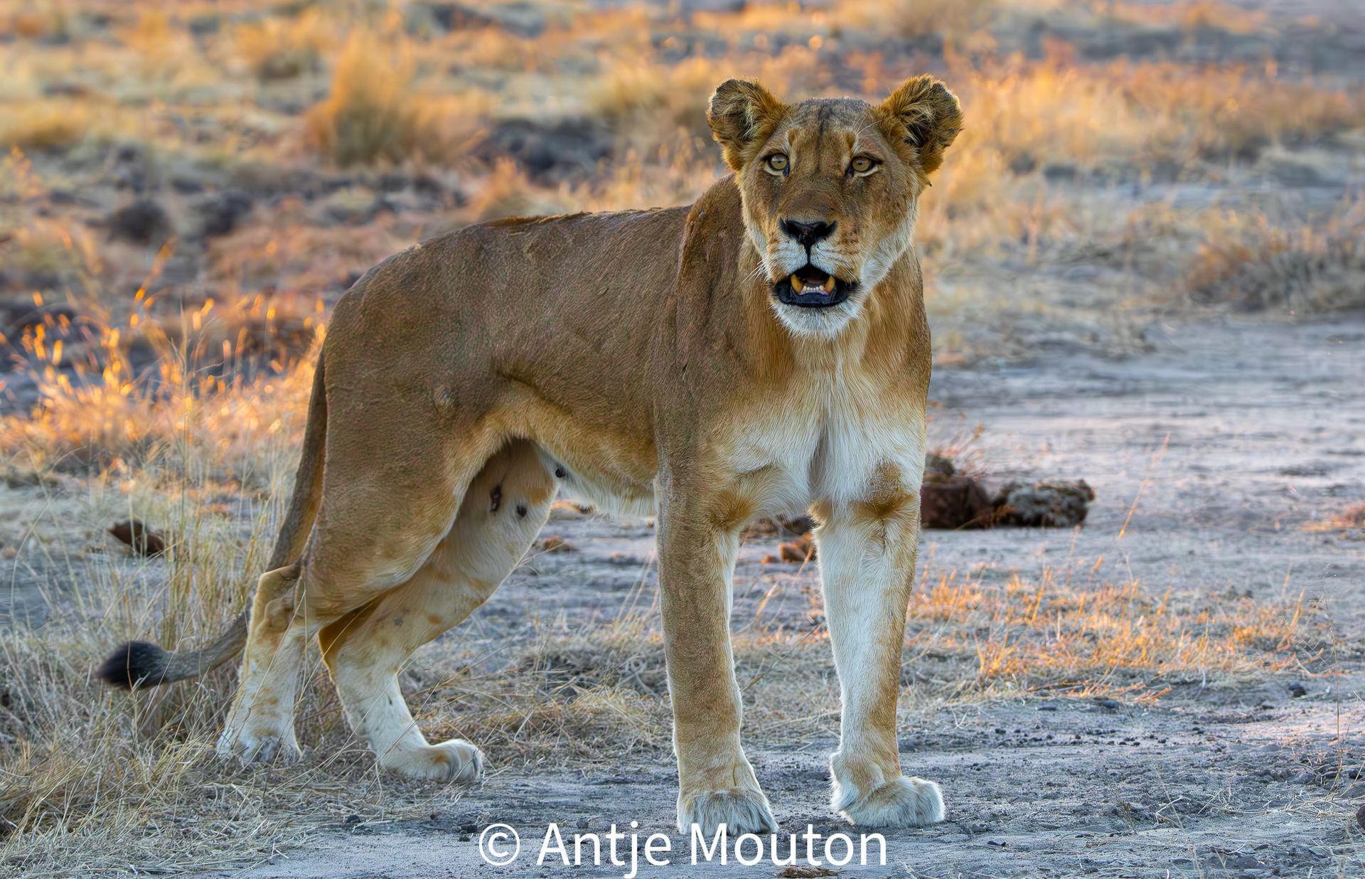 Lioness standing in a dry, open landscape, looking at the camera.