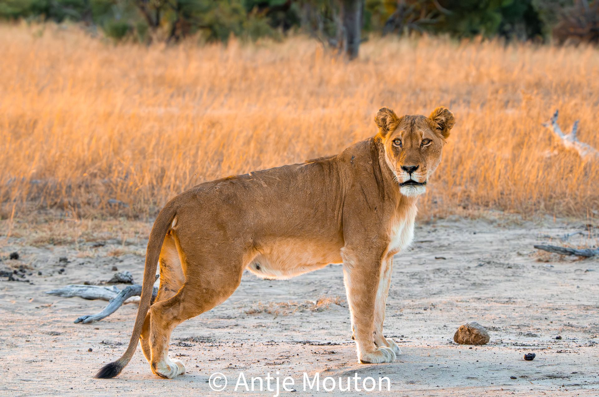 Lioness standing in a dry, grassy savanna; sandy ground.