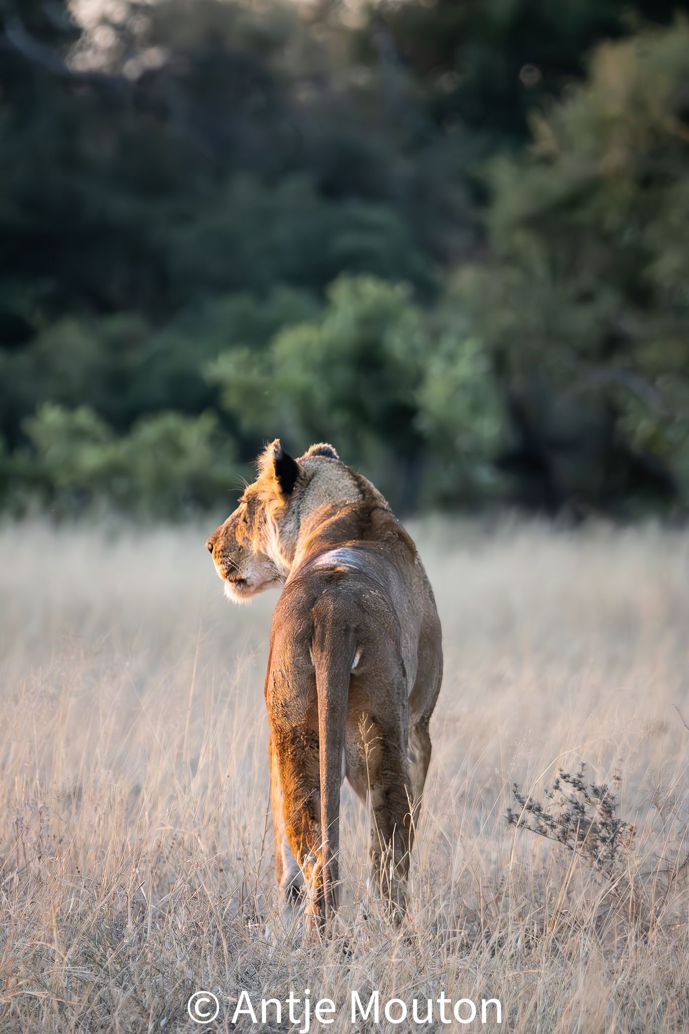 Lioness standing in tall grass, looking over her shoulder. Golden sunlight. Forest background.