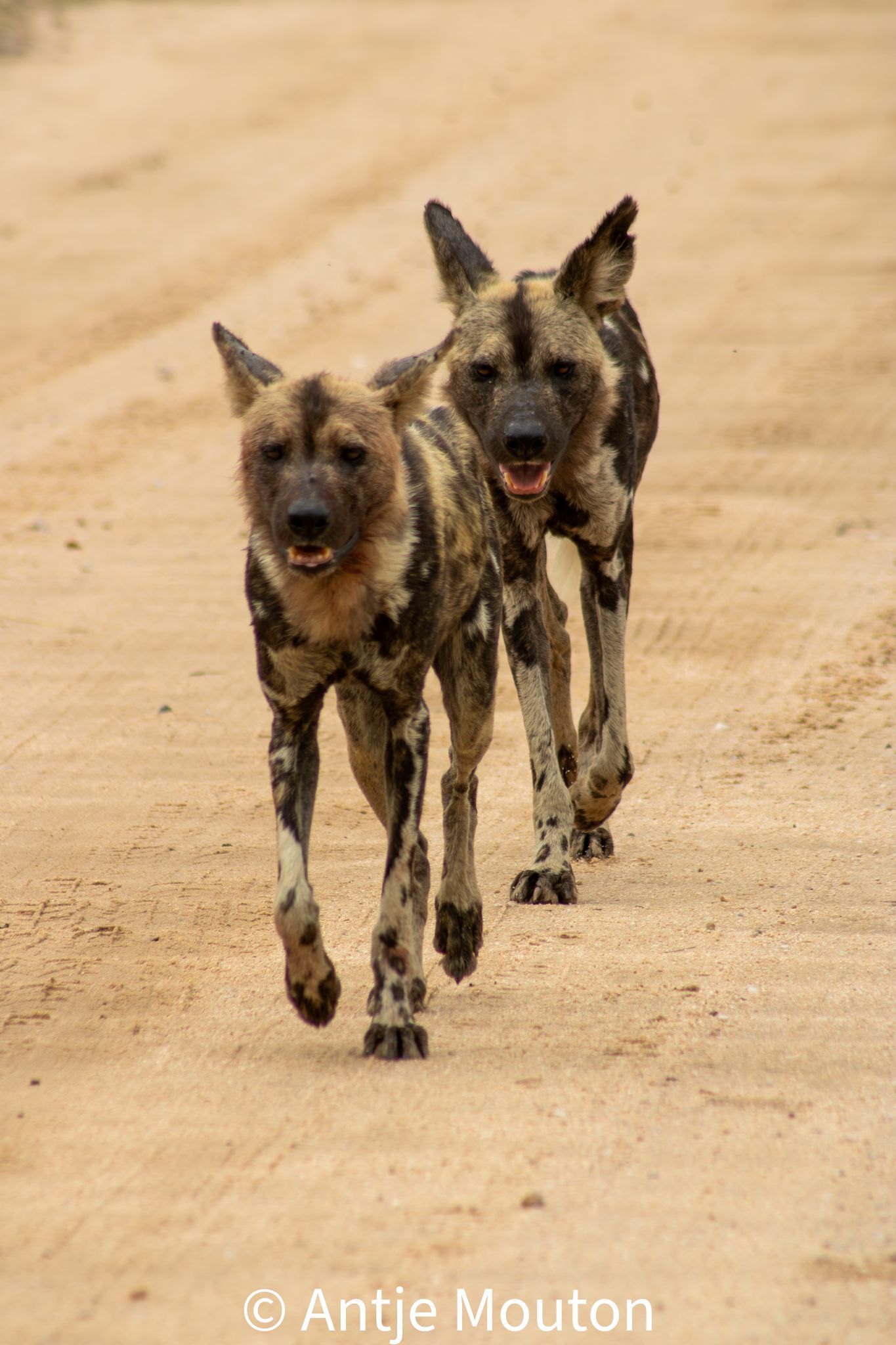 Two African wild dogs trotting forward on a sandy road, spotted coats, open mouths.