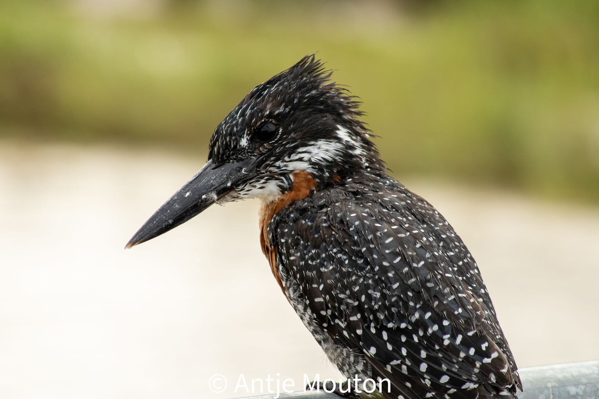 Giant kingfisher with speckled black and white plumage, orange breast, and large black beak, perched outdoors.