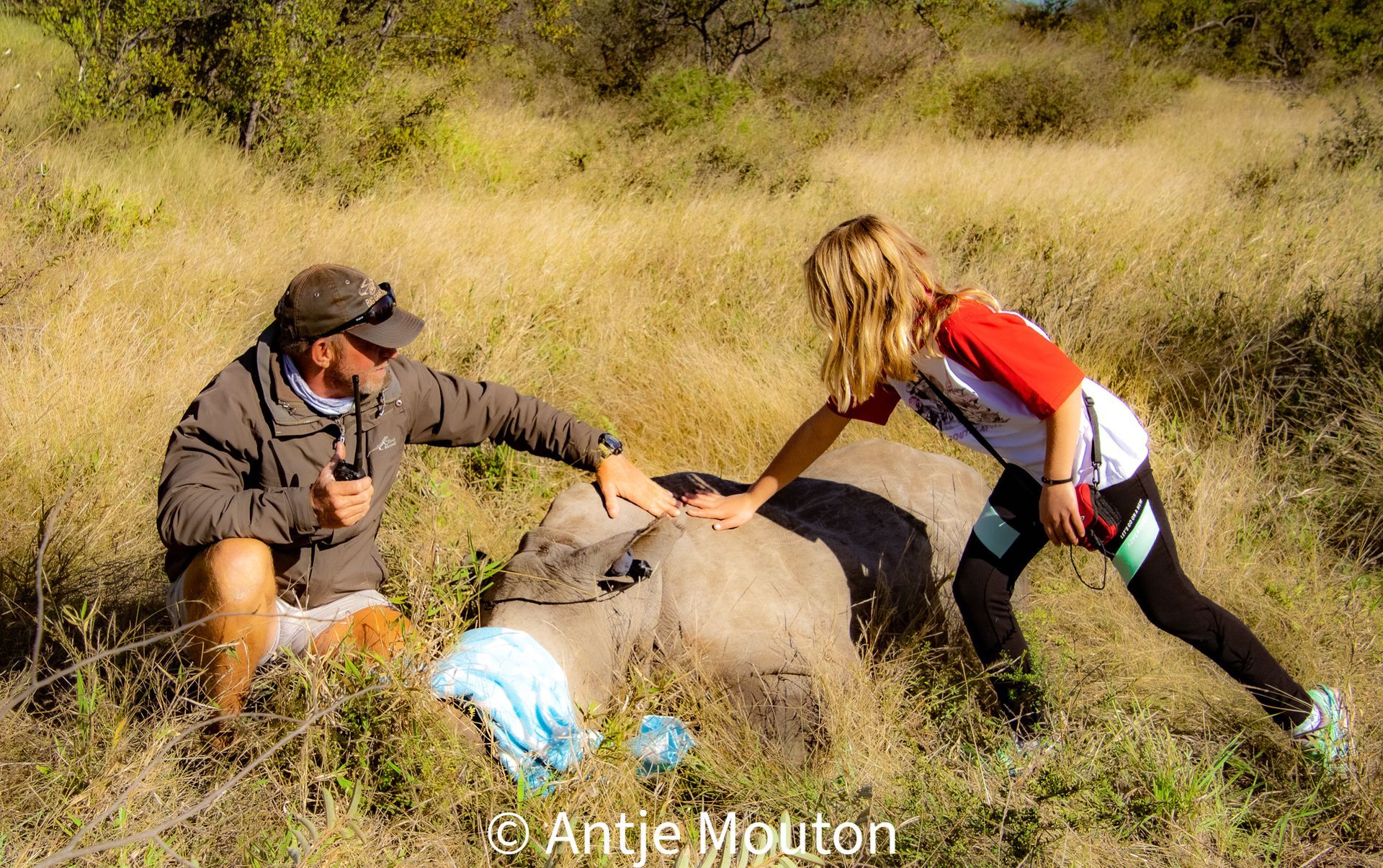 Man and child touch a sedated rhino on its back in a grassy field.