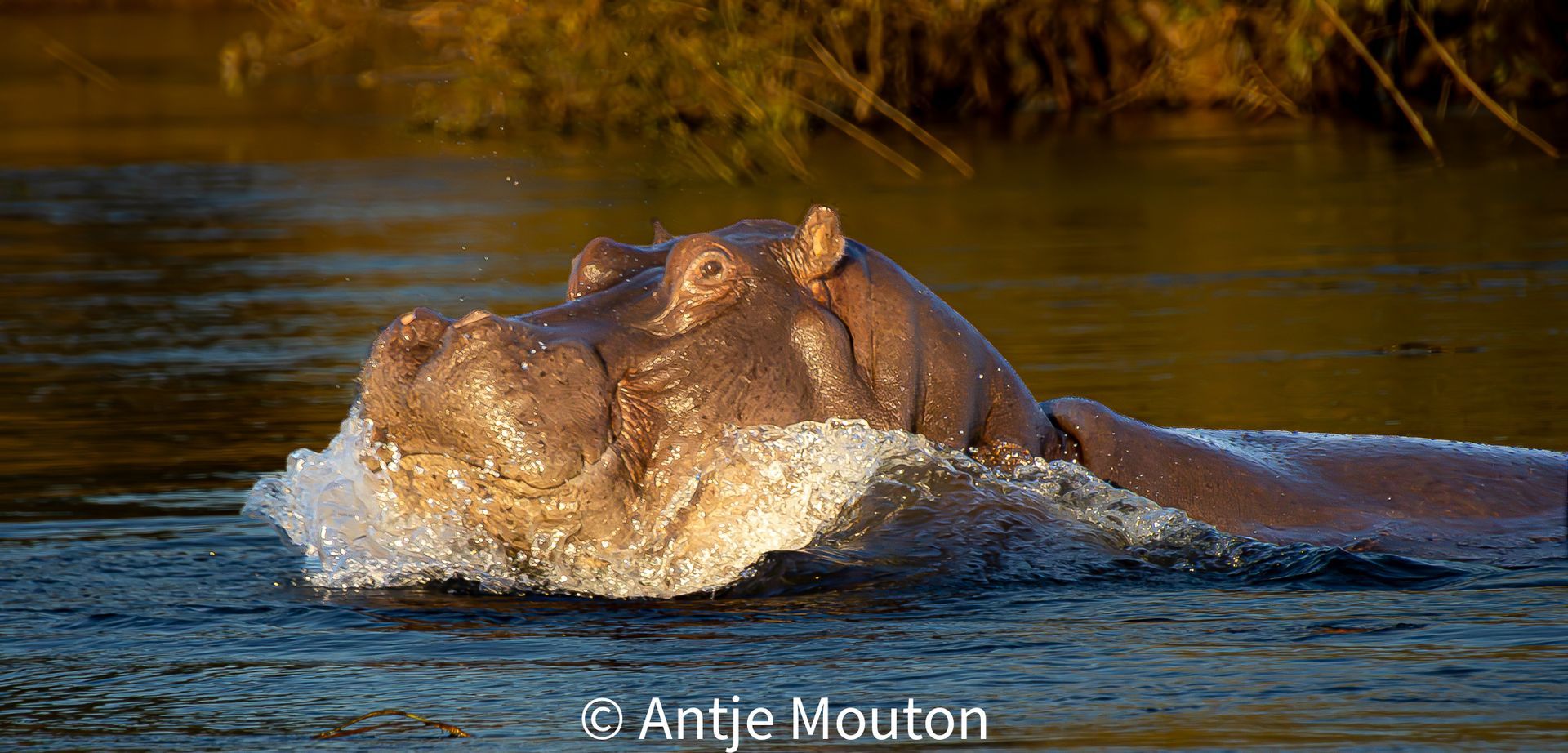 Hippopotamus swims in water, creating a splash. Its head and back are visible, with green foliage in the background.
