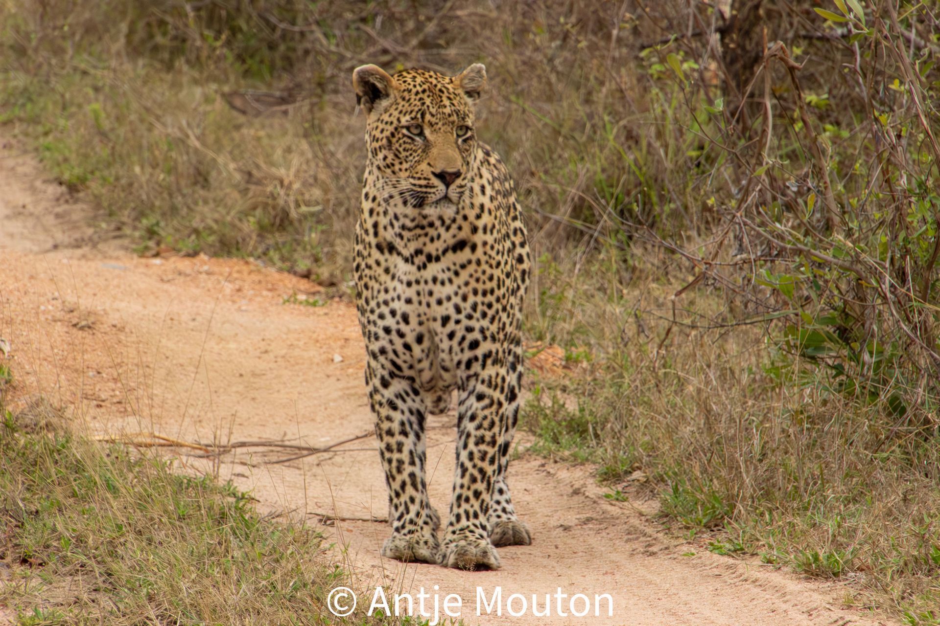 Leopard stands on a dirt path in grassy savanna. Spotted coat, alert expression.