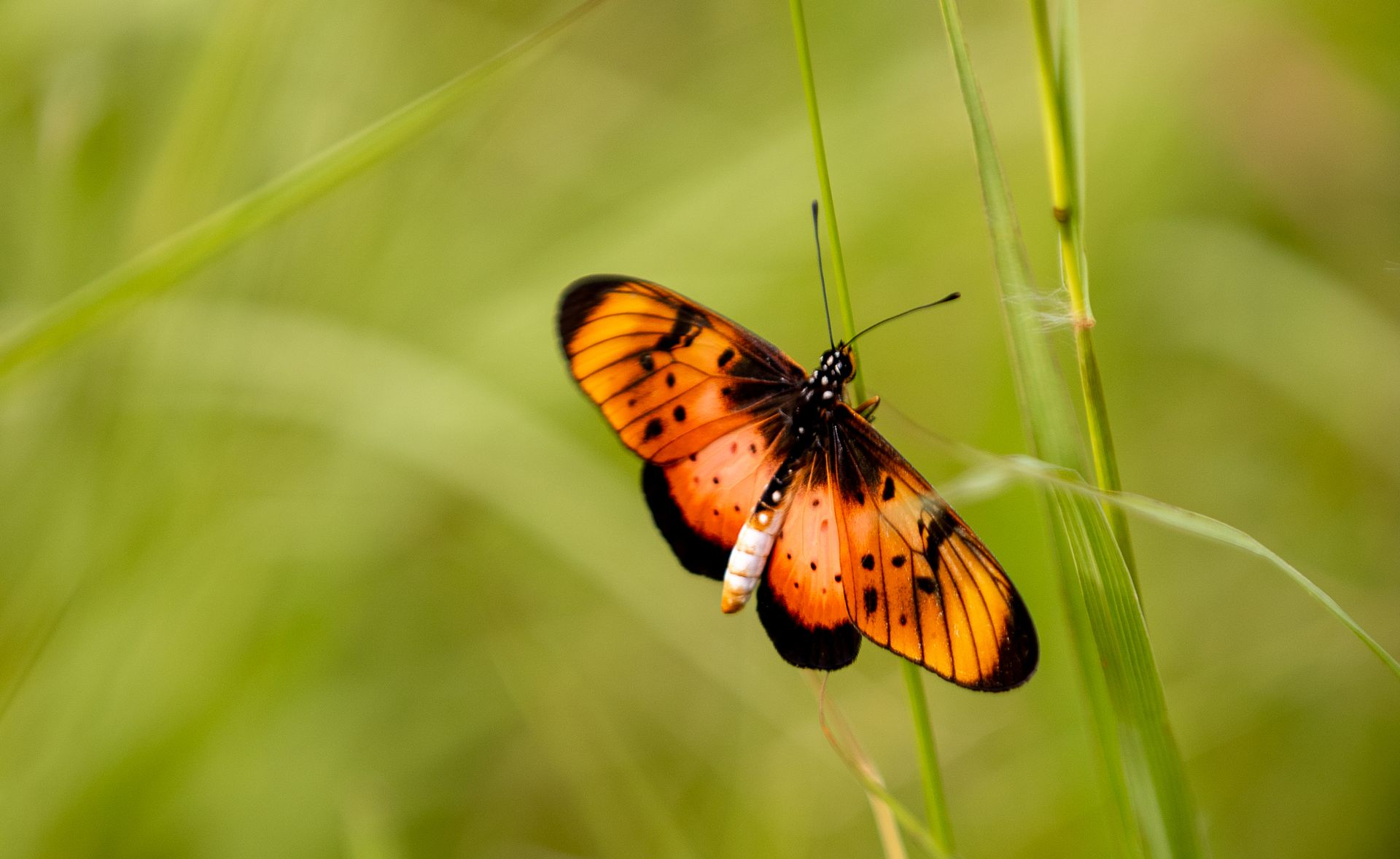 Butterfly with orange and black wings perched on green grass.