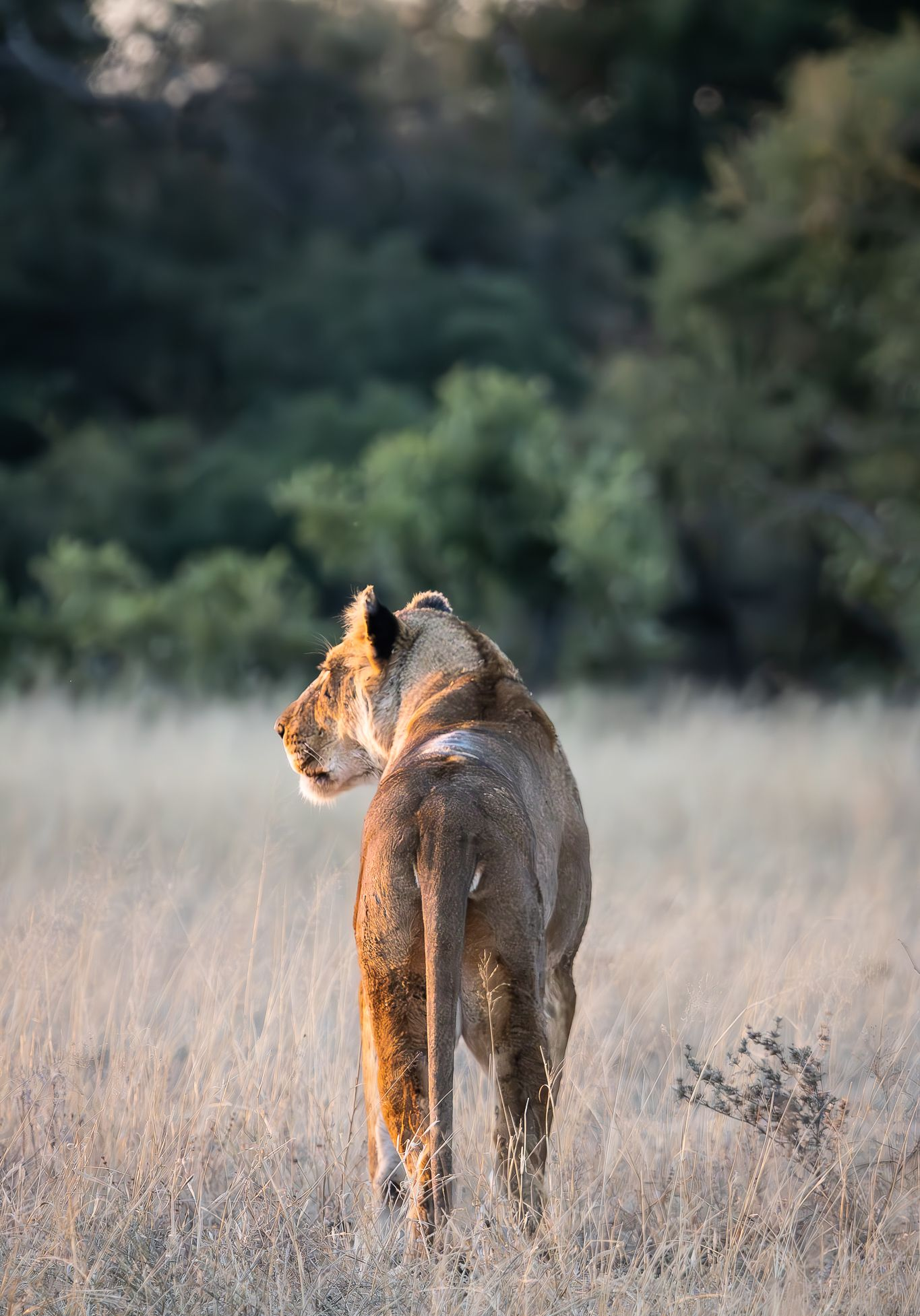 Lioness stands in tall grass, looking to the left. Golden light bathes her coat, with a backdrop of trees.
