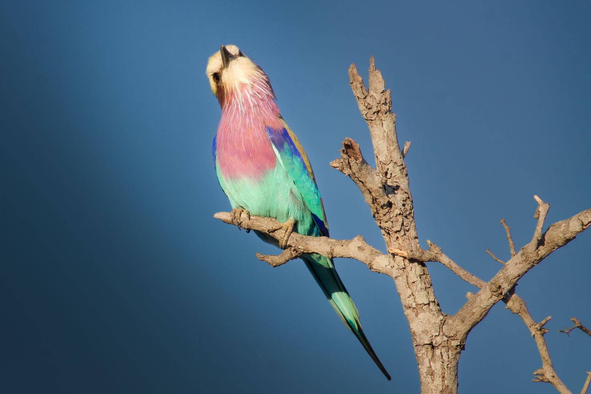 Lilac Breasted Roller