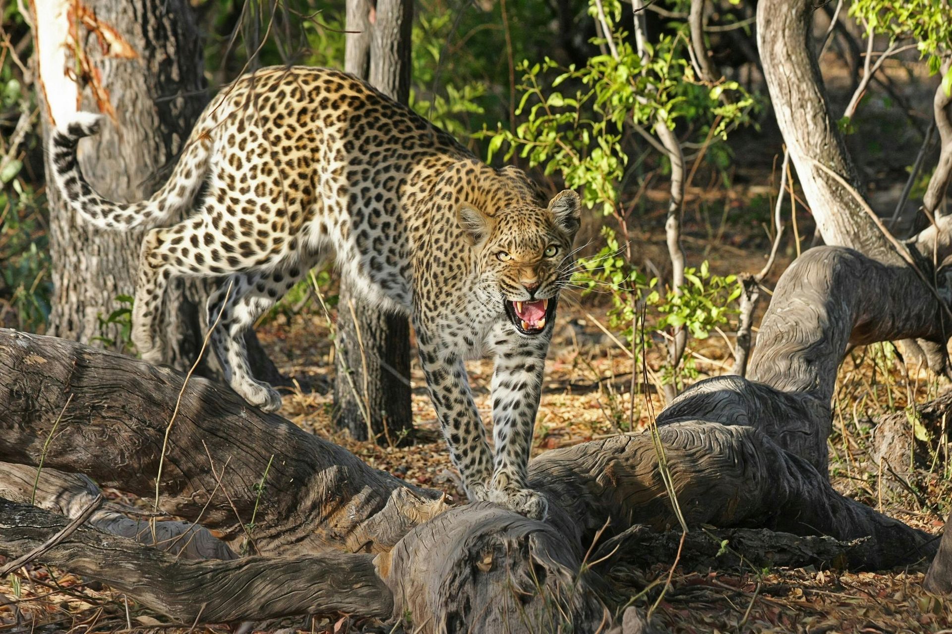 Leopard snarling on a log, near a gray carcass, in a sunlit woodland.