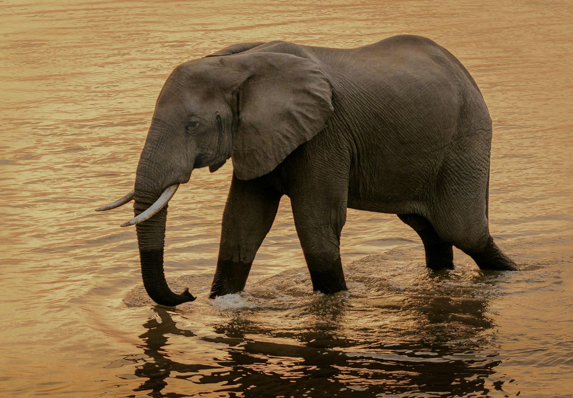 Elephant wading in golden water, tusks visible.