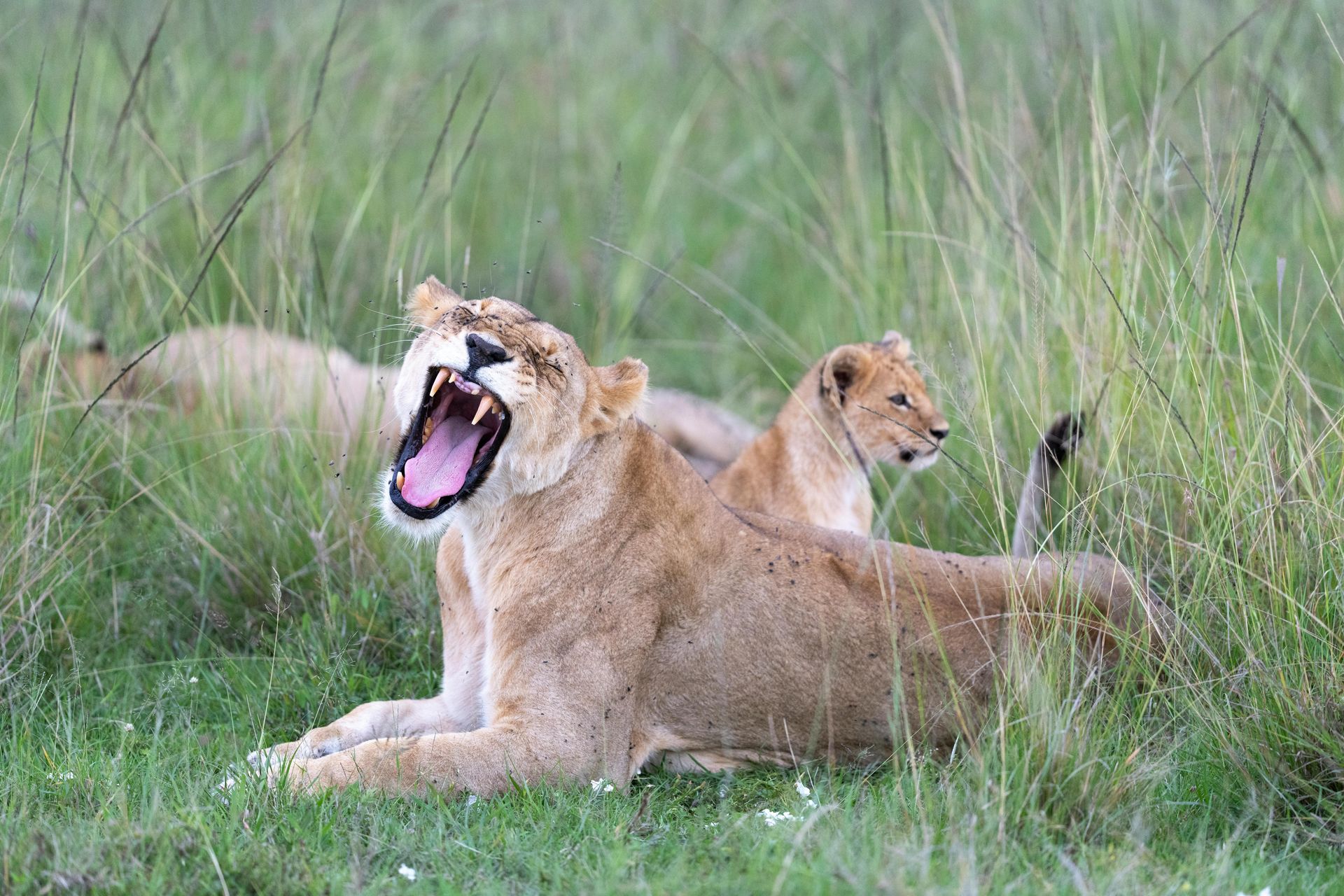 Lioness yawning with cub, resting in tall green grass.
