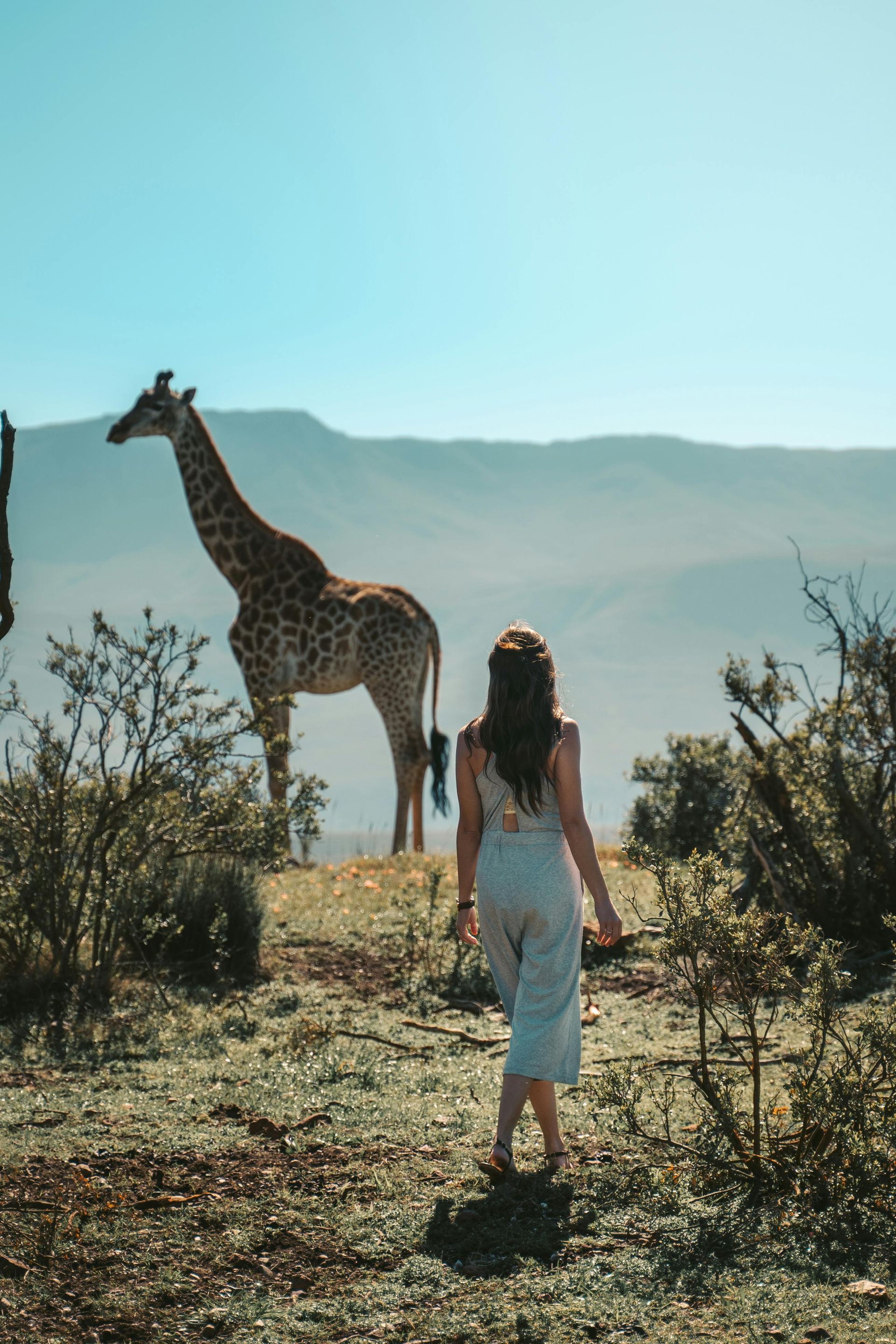 Woman walking towards giraffe in a natural, sunny environment.