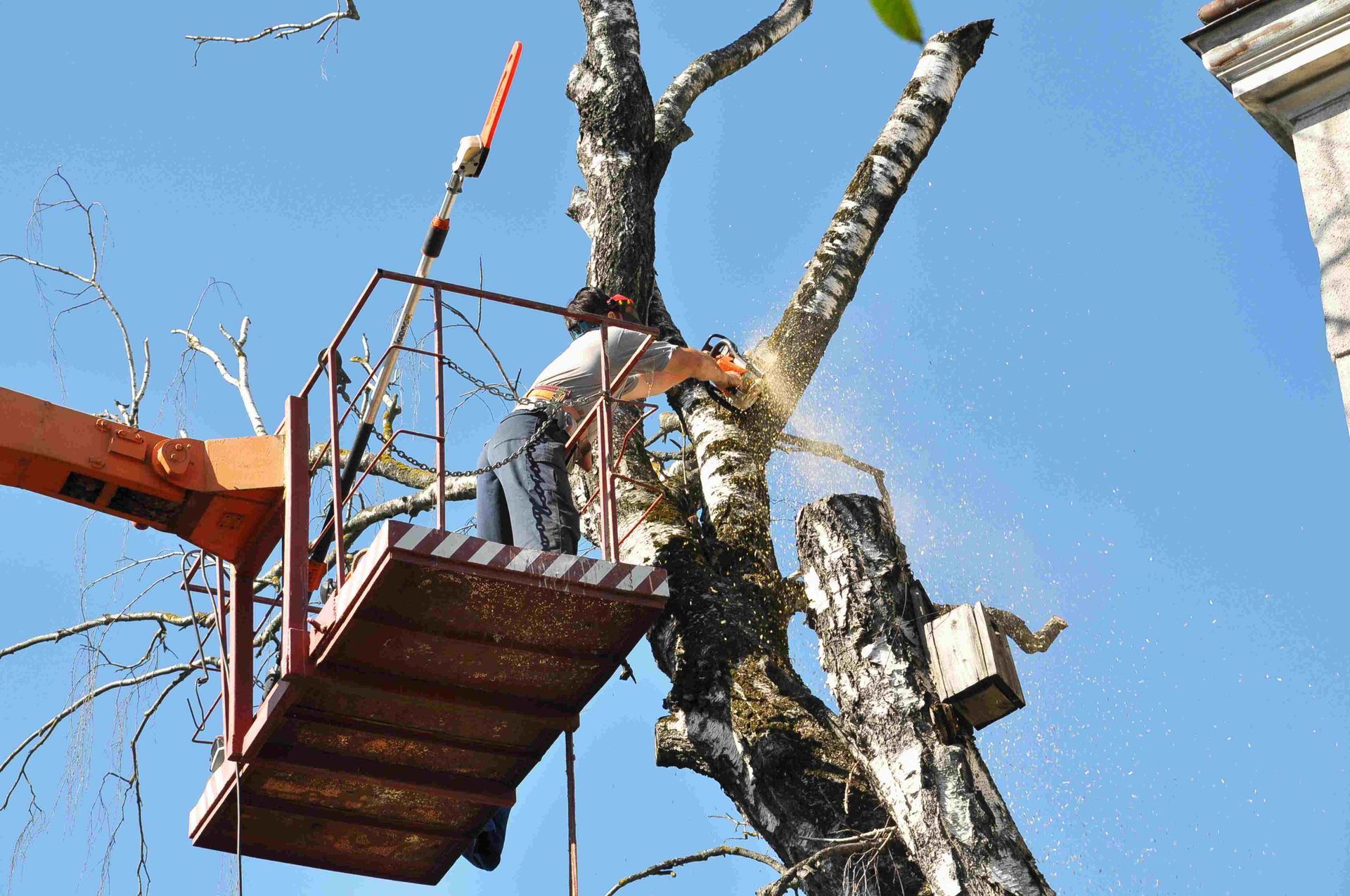 A man using a chainsaw on a high branch