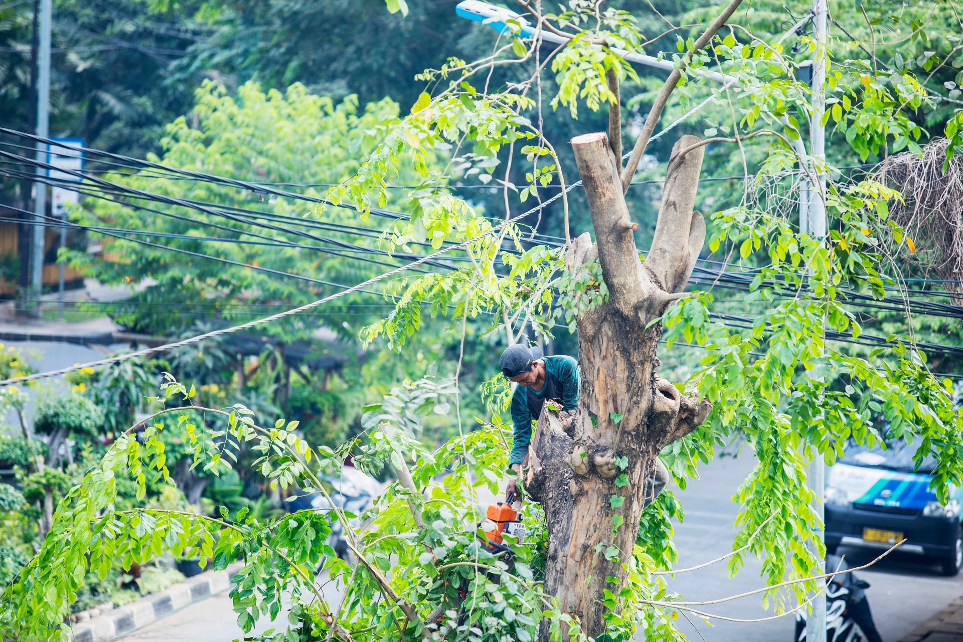 A man servicing a tree