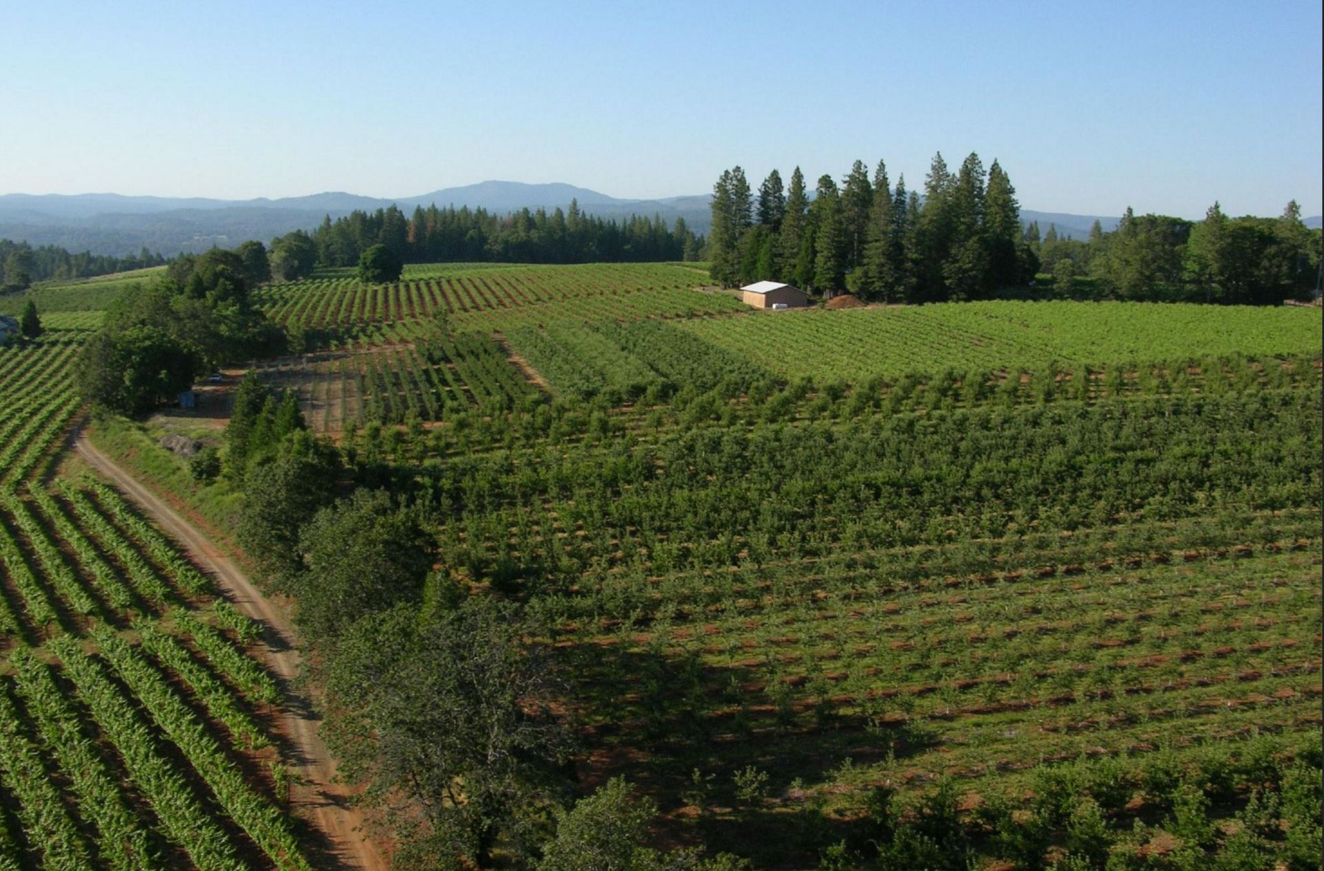 Wine Tasting near The Davies Family Inn