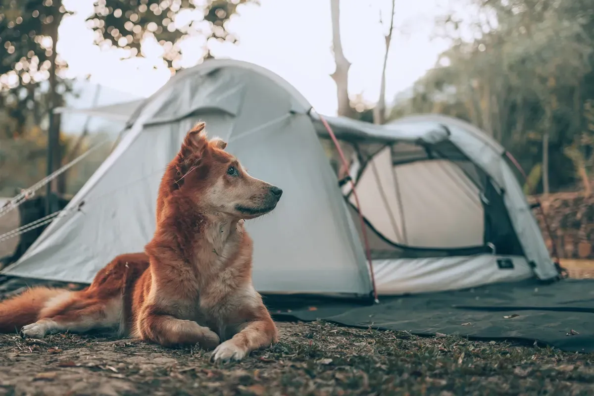 Best camping gear for dogs Best camping gear for dogs