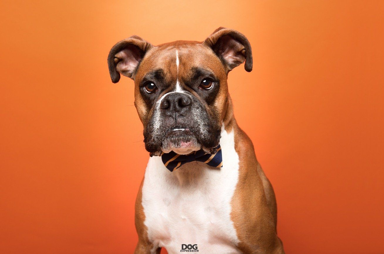 Professional Dog photographer Miami South Florida