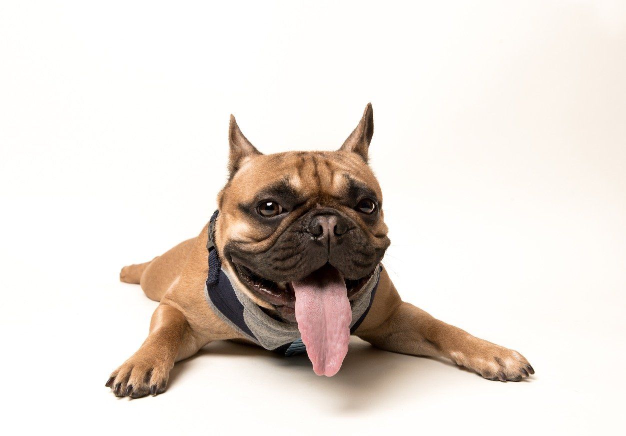 miami, dog photography, miami pet photography, frenchie, fort lauderdale, south florida