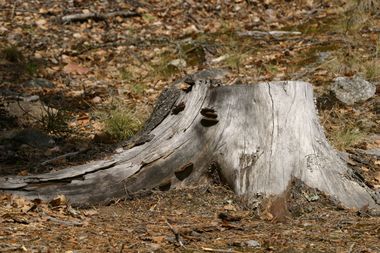 tree stump in yard in Jefferson