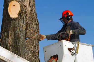 Man removing tree in Jefferson