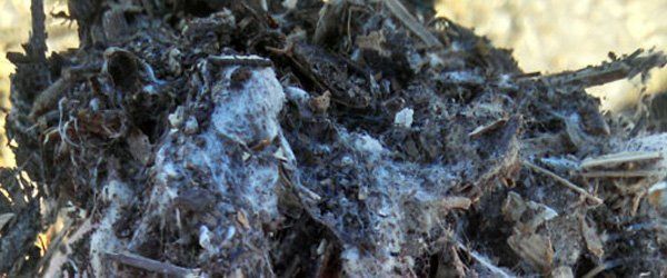 Commercial — Compost Soil in Belton, TX
