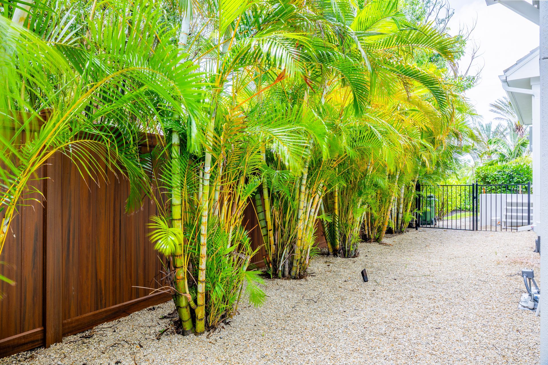 A row of palm trees planted along a tall brown fence, with a gravel ground path leading to a gate in a backyard setting.
