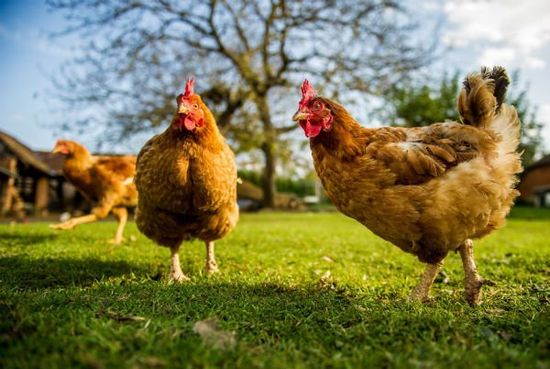 Free range chicken on a traditional poultry farm Free range chicken on a traditional poultry farm