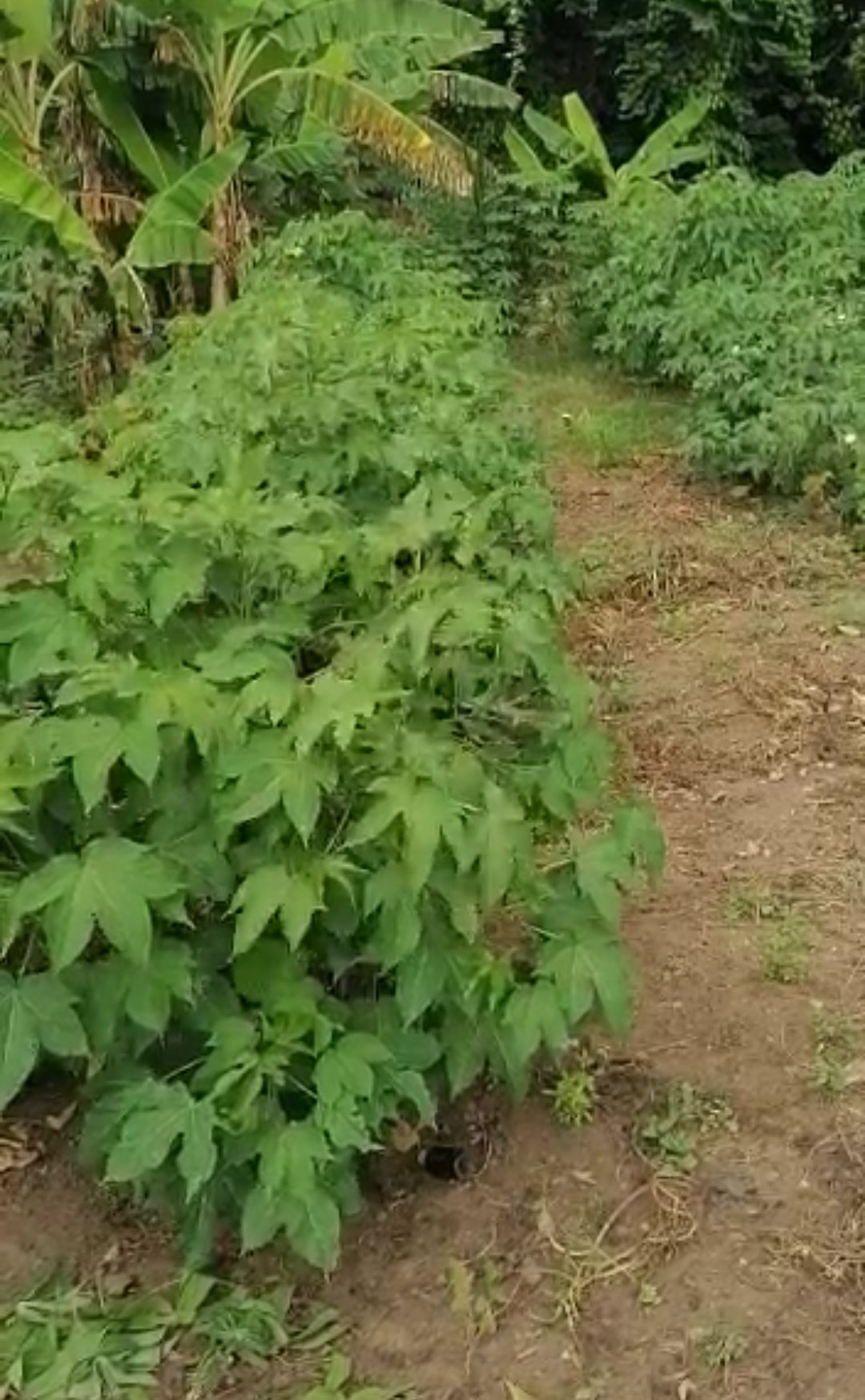 Growing Cotton Shrubs on Mishkan Farms Tester Site