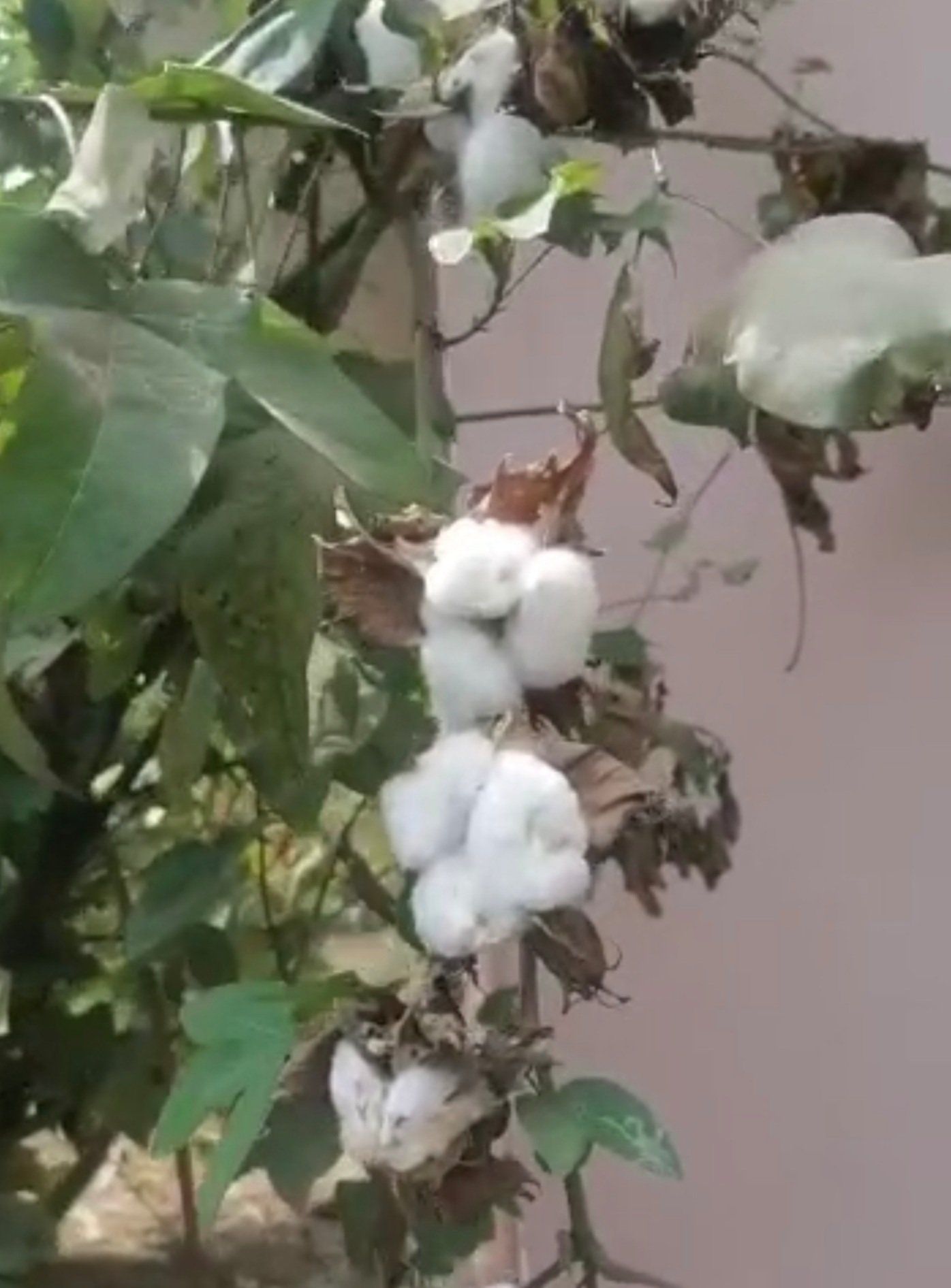 Full Cotton Shrub on Mishkan Farms Tester Site
