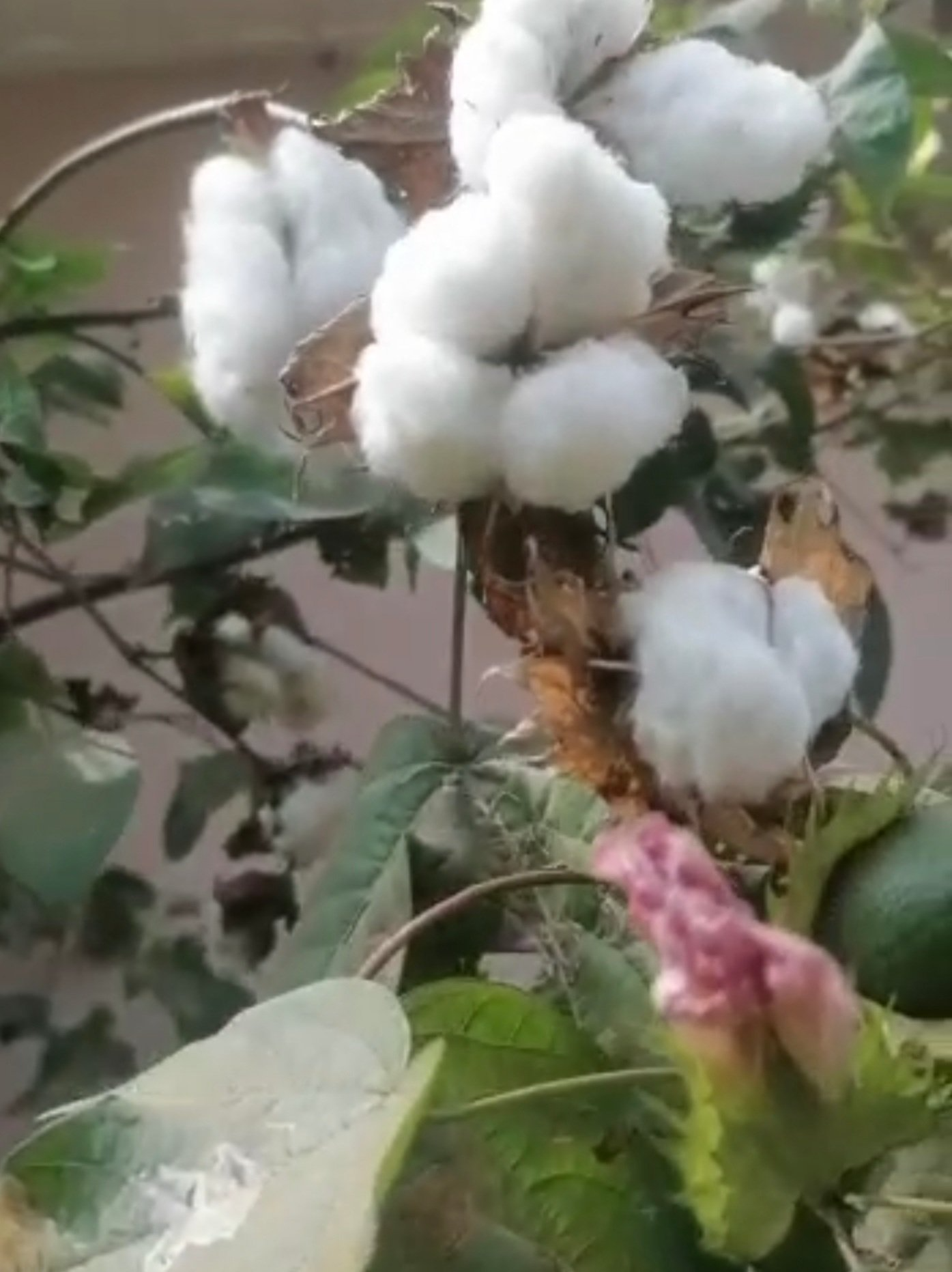 Flowering Cotton Shrub on Mishkan Farms Tester Site