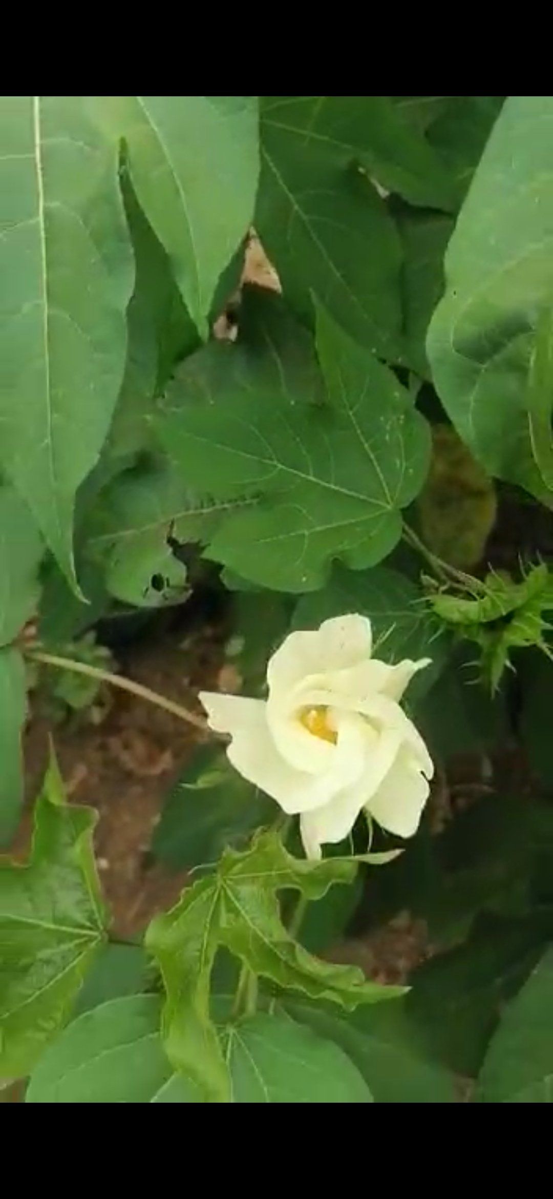Flowering Cotton Shrub on Mishkan Farms Tester Site