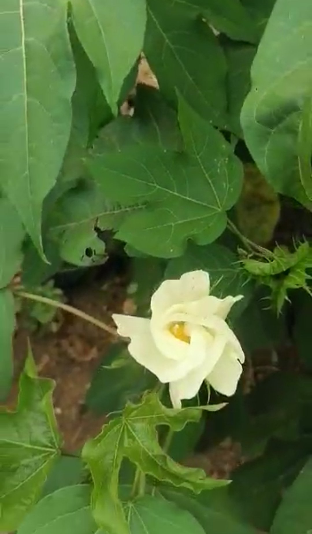 Flowering Cotton Shrub on Mishkan Farms Tester Site