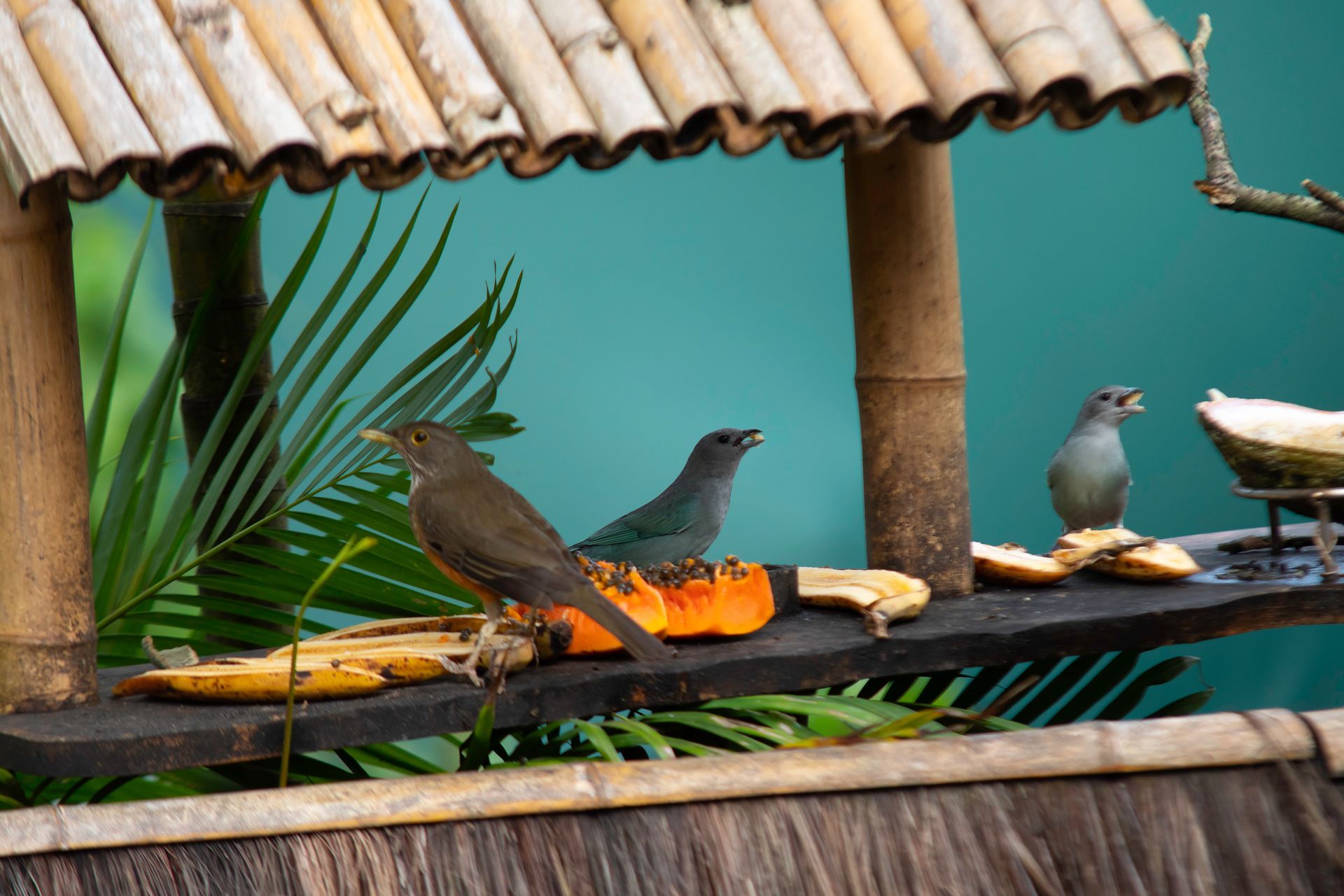 Dois pássaros estão sentados em uma saliência de madeira comendo frutas.