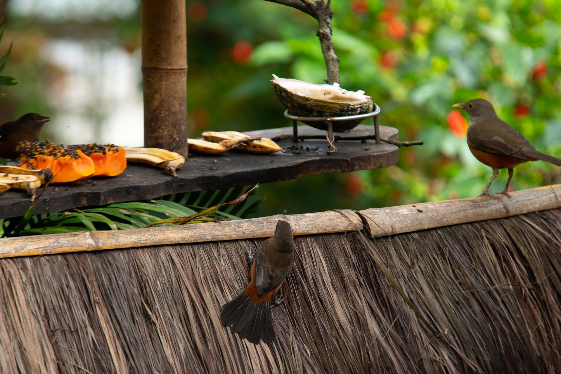 Dois pássaros estão empoleirados em uma cerca comendo comida