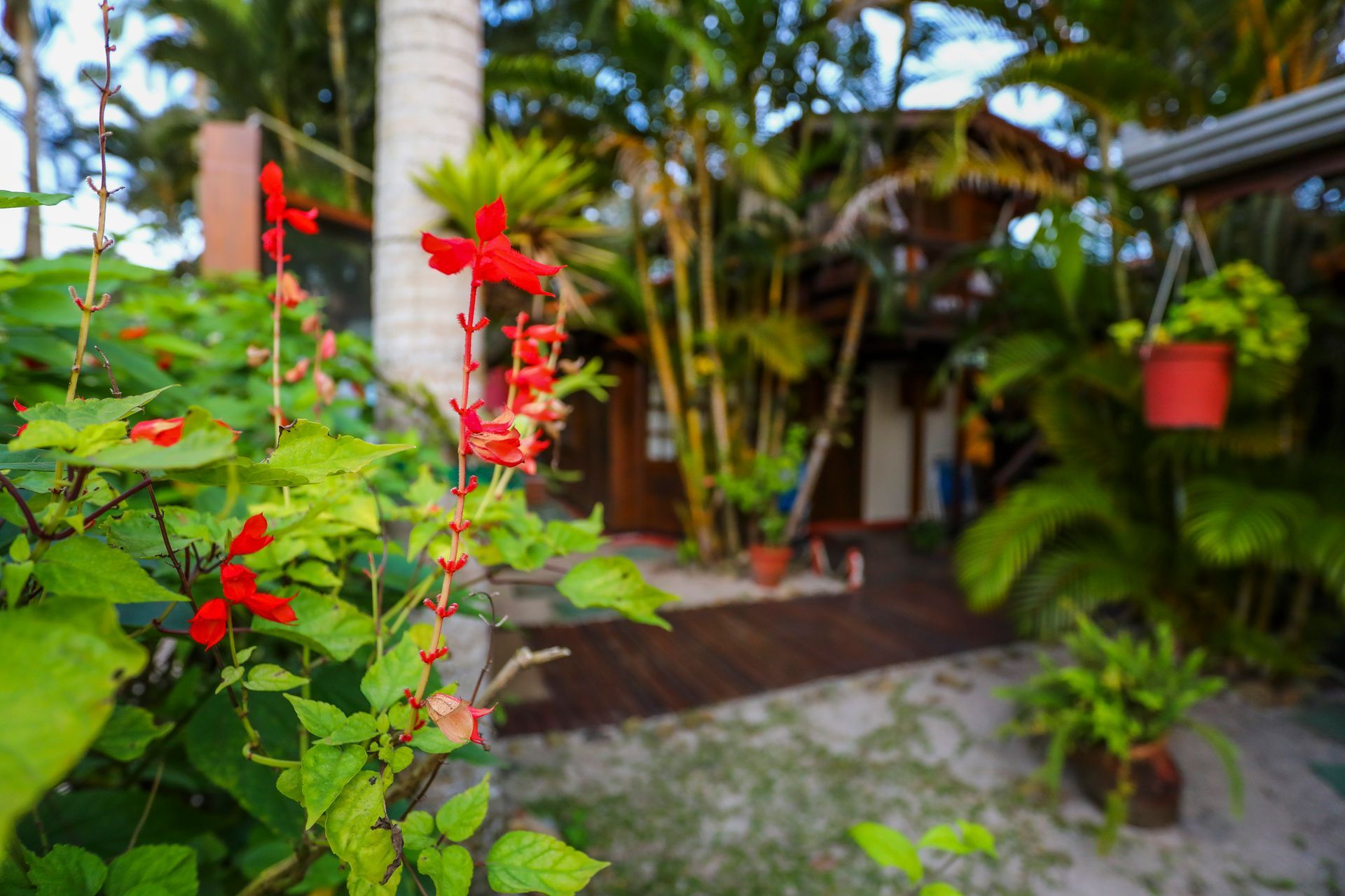 Um buquê de flores está crescendo em um jardim em frente a uma casa.