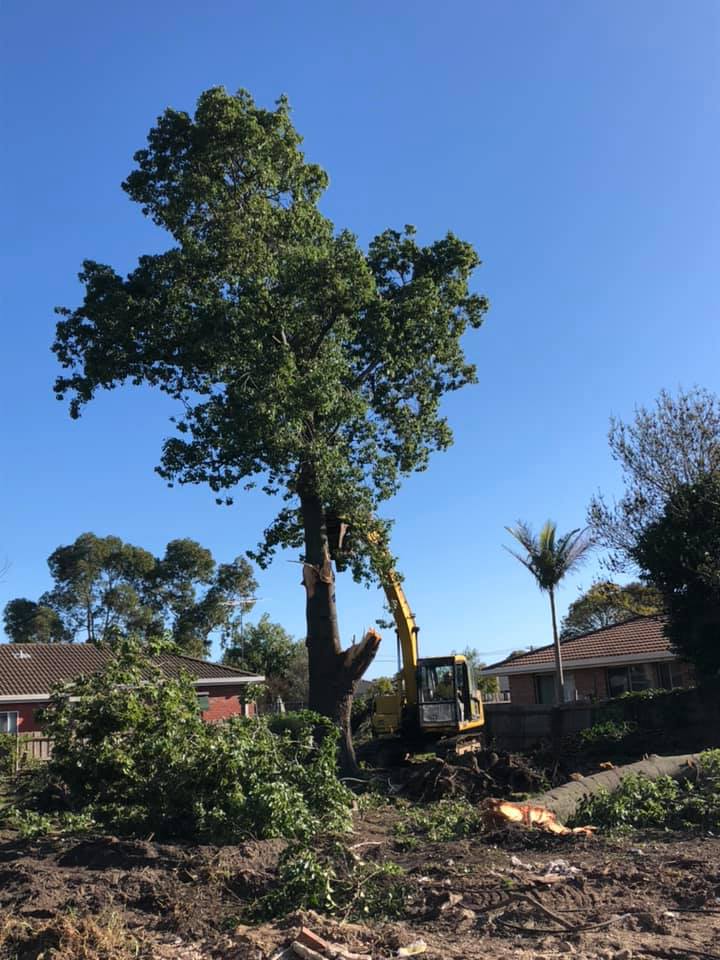 Removing Tree Branches — Bairnsdale, VIC — Sproule’s Demolition & Asbestos Removal