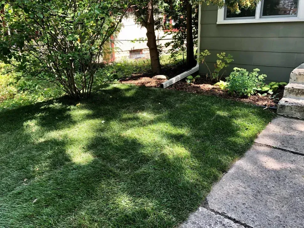 Green lawn with tree shadows next to a house and walkway. Small garden beds with plants.