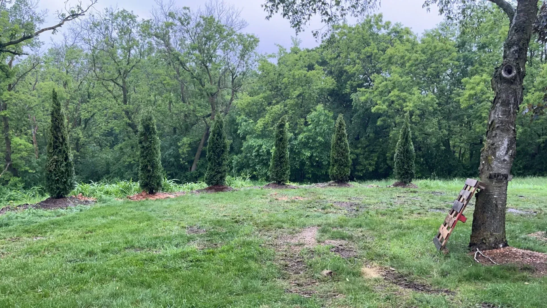 Row of slender green trees on a grassy lawn with a backdrop of trees. The sky is overcast.