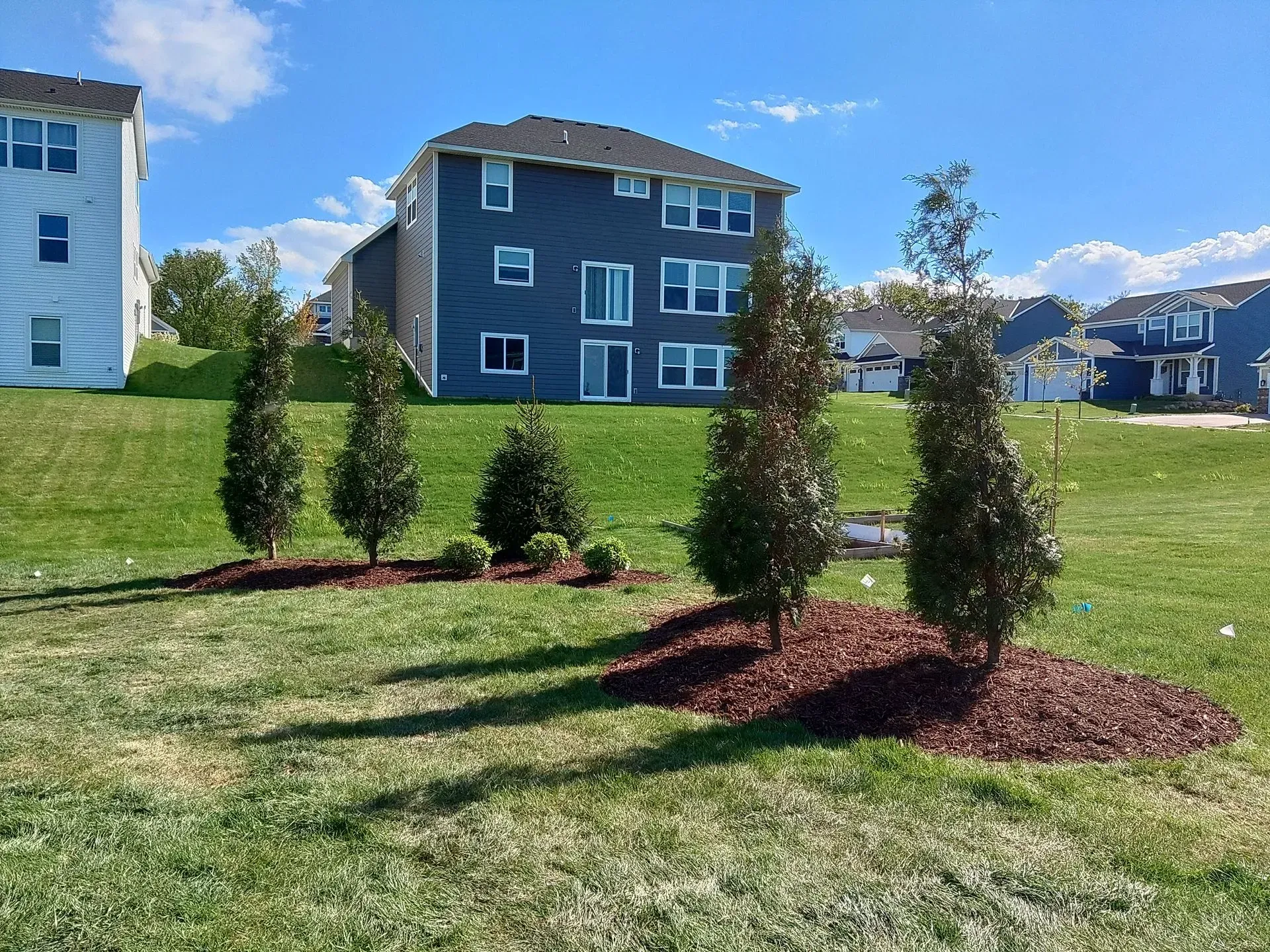 Five evergreen trees mulched in a landscaped yard in front of a blue house under a blue sky.