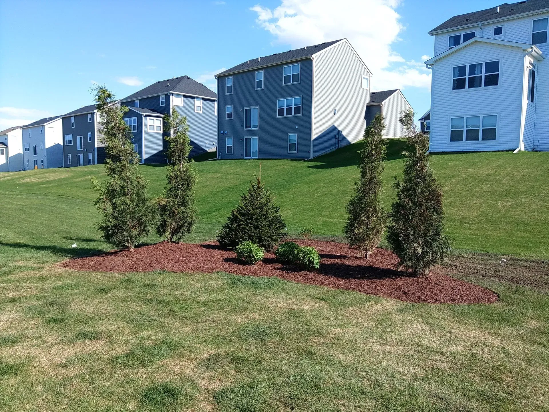Landscaped planting bed with mulch, evergreens, and shrubs on a grassy hill in front of multi-story houses.