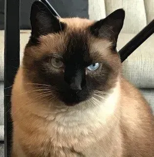 A siamese cat is sitting on a couch and looking at the camera. A siamese cat is sitting on a couch and looking at the camera.