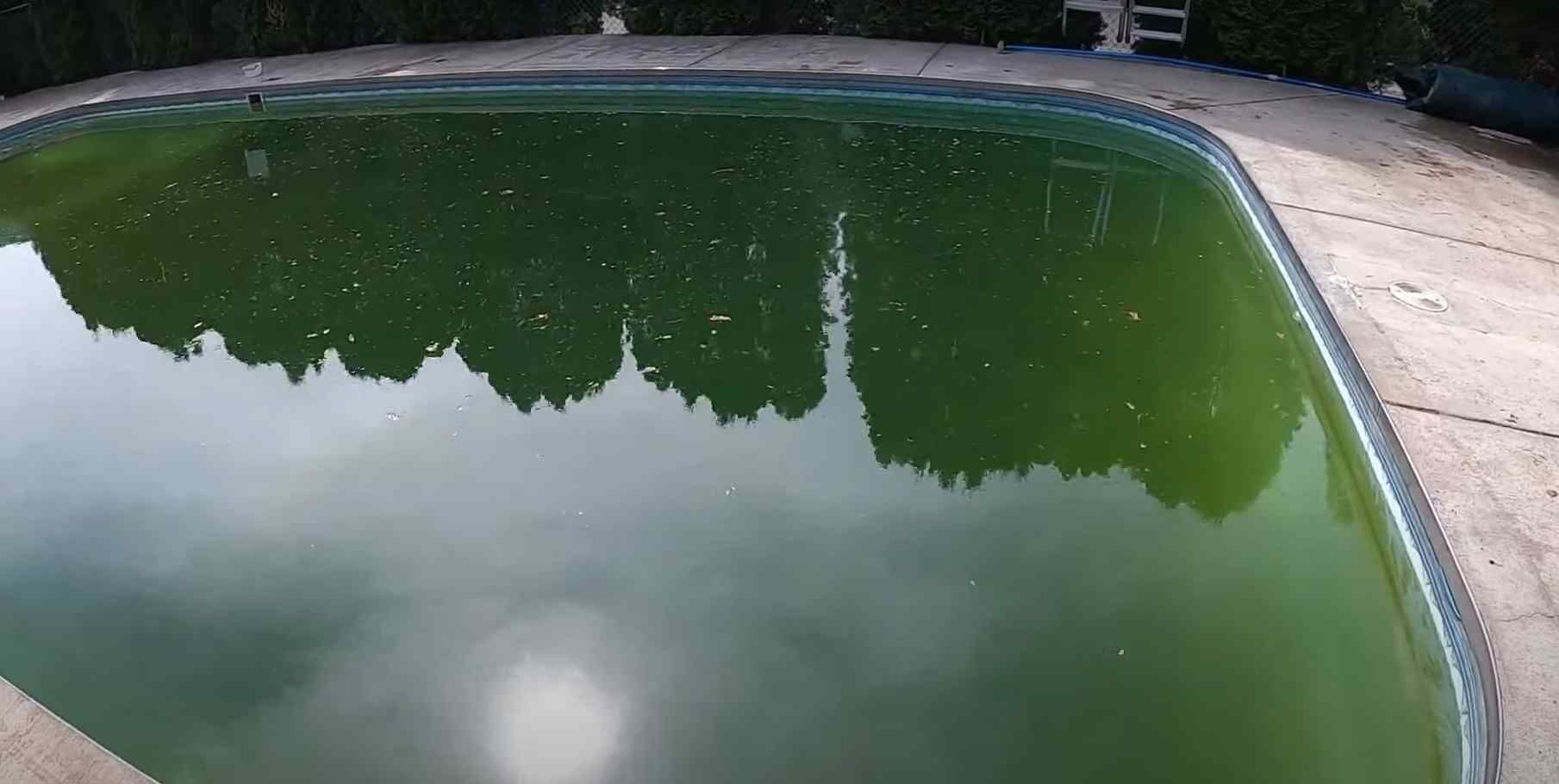 Green pool that needs to be cleaned