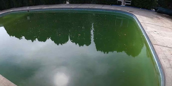 Green pool photographed 