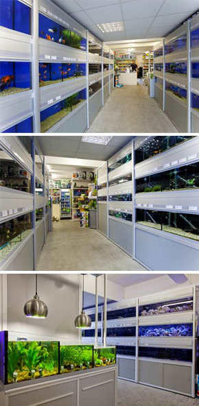 tanks of fish in our shop