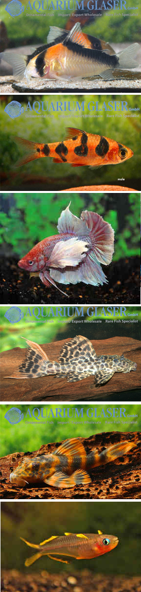 a range of tropical fish available to buy