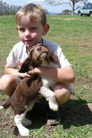 One Kid and Puppy | Bathurst, Nsw | Wentlooge Spaniels
