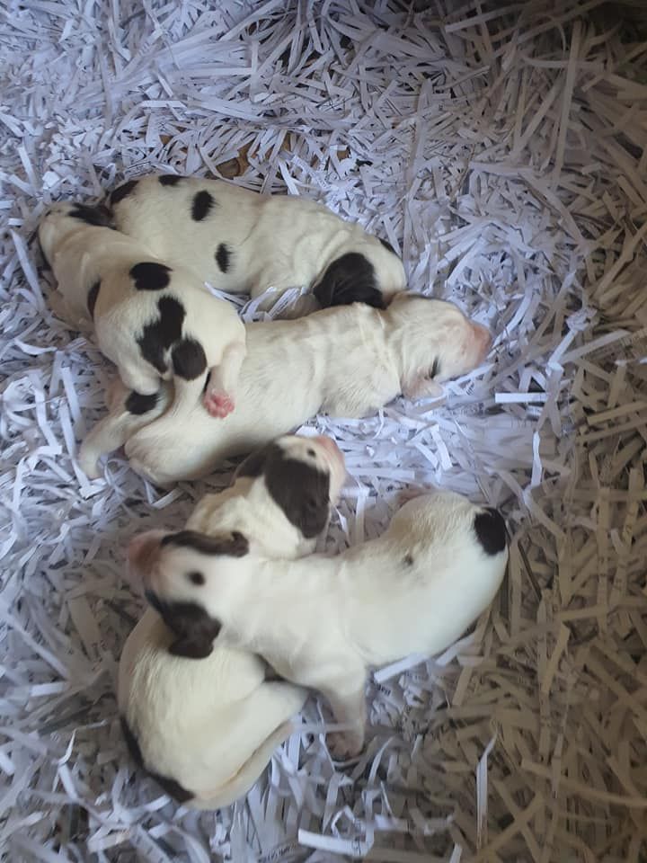 Five Small Puppies | Bathurst, Nsw | Wentlooge Spaniels