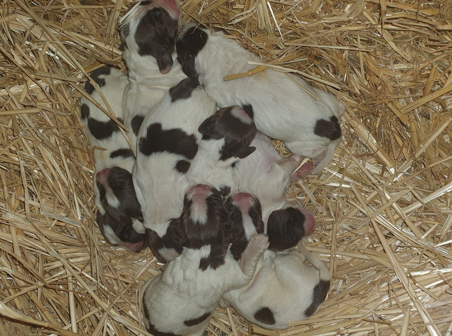 Small Puppies Napping Side by Side | Bathurst, Nsw | Wentlooge Spaniels