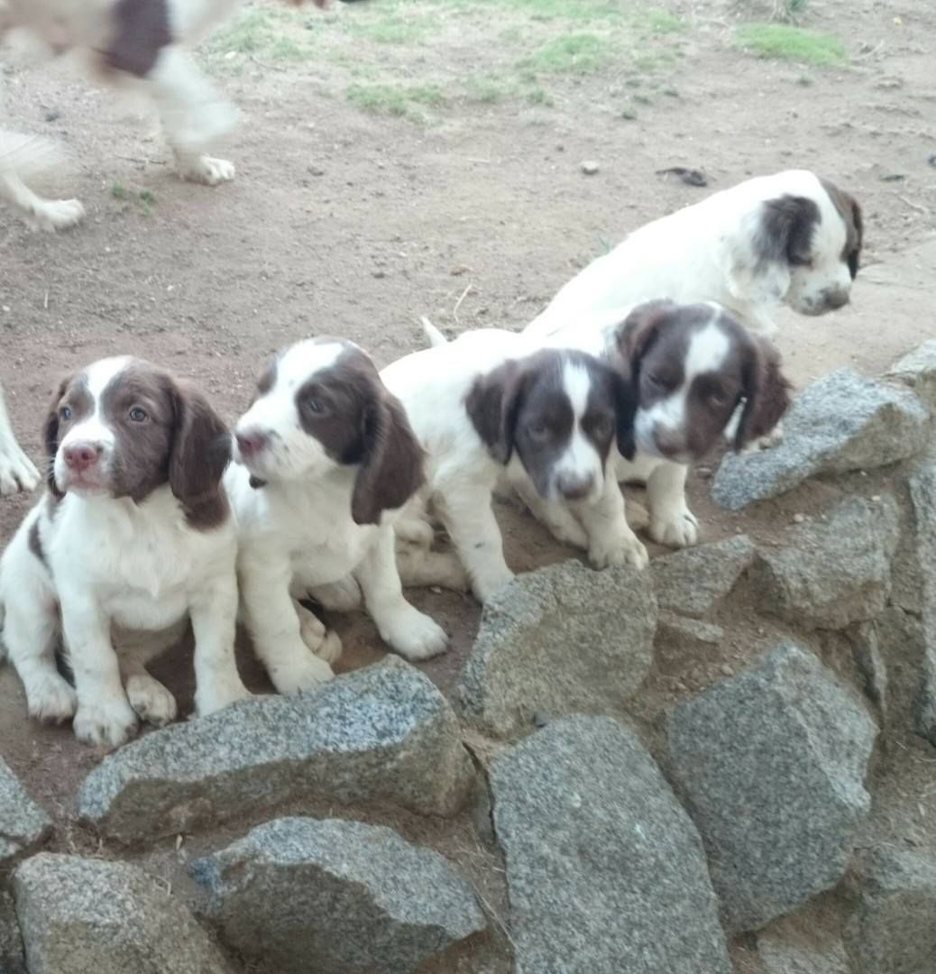 A Group of Small Puppies Enjoying a Sunny Day Outside | Bathurst, Nsw | Wentlooge Spaniels