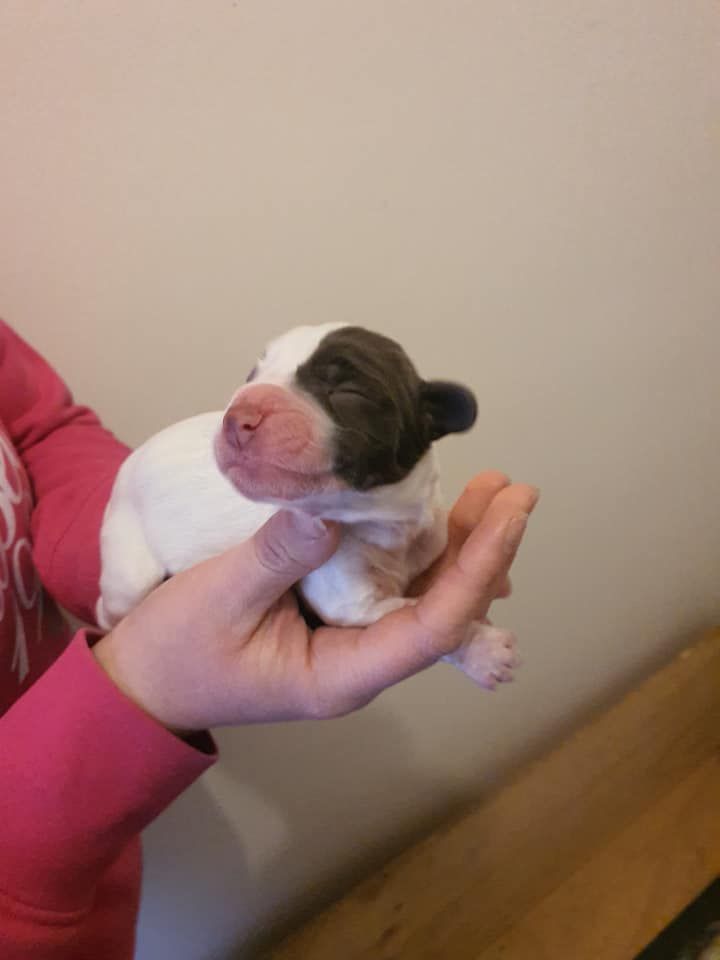 A Cute Little Puppy with Big, Floppy Ears | Bathurst, Nsw | Wentlooge Spaniels